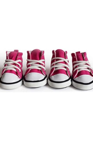 Tenis para perro estilo Converse (azul y rosa)