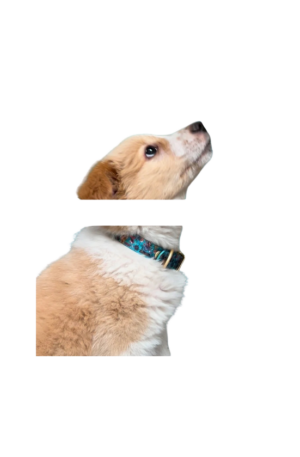 Collar con diseño exclusivo URBAN para perros, Impermeable, recubierto de PBC