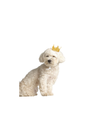 Coronas para Perro: para Fiesta de cumpleaños de Mascotas, Diadema de Princesa para Perro y Gato, decoración para Fiesta de Animales pequeños.